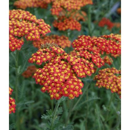 Perennials
