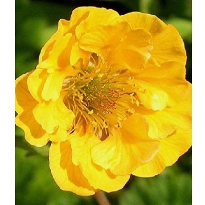 Geum Lady Stratheden 2L Geum Lady Stratheden 2L