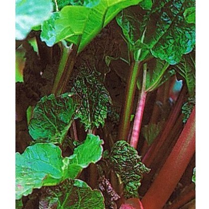 Rhubarb (Rheum) Timperly Early 3L Rhubarb (Rheum) Timperly Early 3L