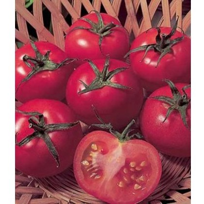 Tomato Ailsa Craig 8.5cm / 9cm Tomato Ailsa Craig 8.5cm / 9cm