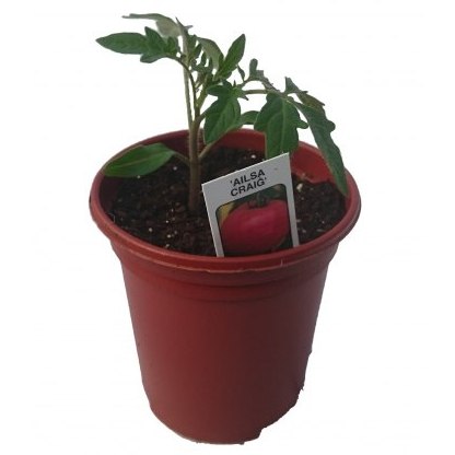 Tomato Ailsa Craig 8.5cm / 9cm Tomato Ailsa Craig 8.5cm / 9cm