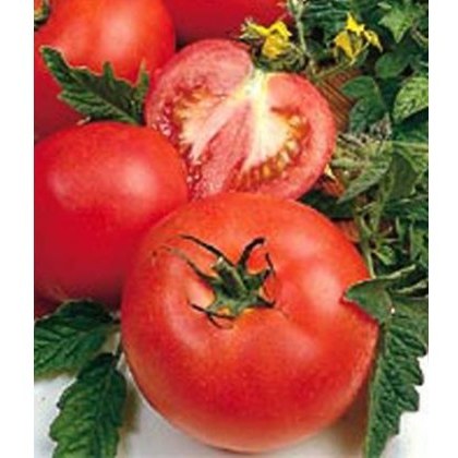 Tomato Alicante 8.5cm/9cm Tomato Alicante 8.5cm/9cm