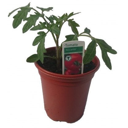 Tomato Alicante 8.5cm/9cm Tomato Alicante 8.5cm/9cm