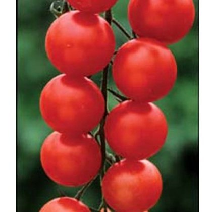 Tomato Gardeners Delight 8.5cm/9cm Tomato Gardeners Delight 8.5cm/9cm
