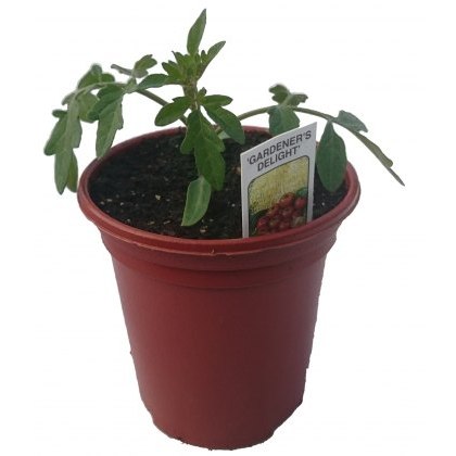 Tomato Gardeners Delight 8.5cm/9cm Tomato Gardeners Delight 8.5cm/9cm