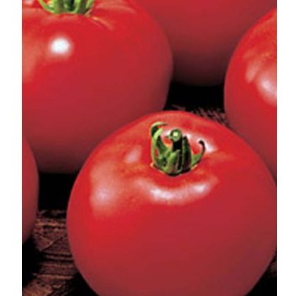 Tomato Money Maker 8.5cm / 9cm Tomato Money Maker 8.5cm / 9cm