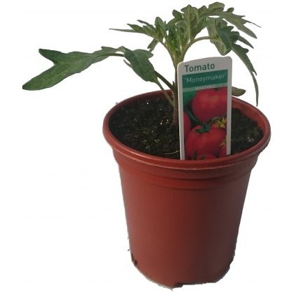 Tomato Money Maker 8.5cm / 9cm Tomato Money Maker 8.5cm / 9cm