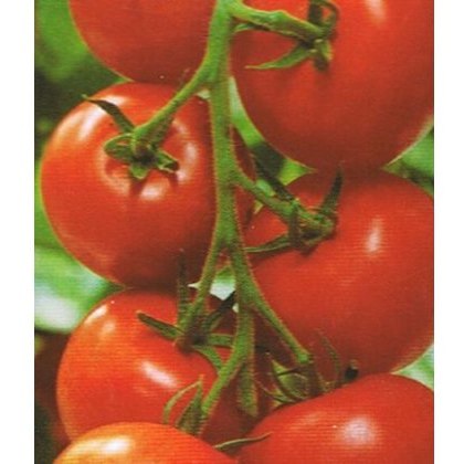 Tomato Shirley F1 8.5cm / 9cm Tomato Shirley F1 8.5cm / 9cm
