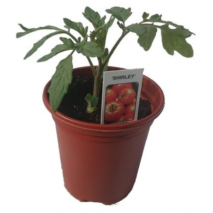 Tomato Shirley F1 8.5cm / 9cm Tomato Shirley F1 8.5cm / 9cm