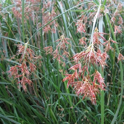 MARGINAL - Cyperus longus 1L MARGINAL - Cyperus longus 1L