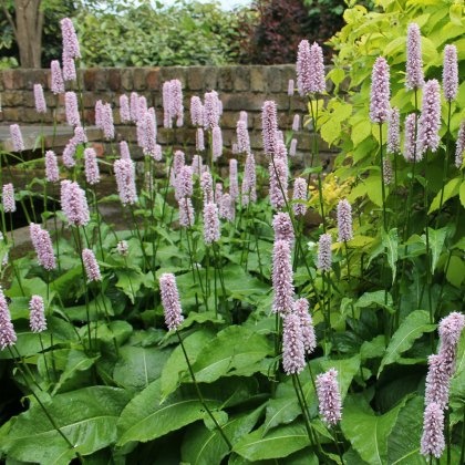 MARGINAL - Persicaria bistorta 1L MARGINAL - Persicaria bistorta 1L