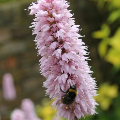 MARGINAL - Persicaria bistorta 1L MARGINAL - Persicaria bistorta 1L