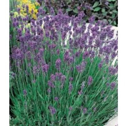 HERB Lavender - Munstead 8.5/9cm HERB Lavender - Munstead 8.5/9cm