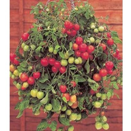 Tomato Tumbling Tom Red 8.5cm/9cm Tomato Tumbling Tom Red 8.5cm/9cm