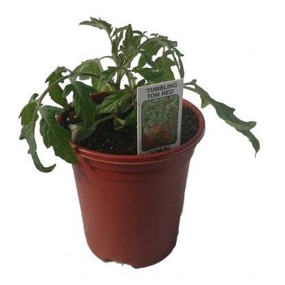 Tomato Tumbling Tom Red 8.5cm/9cm Tomato Tumbling Tom Red 8.5cm/9cm