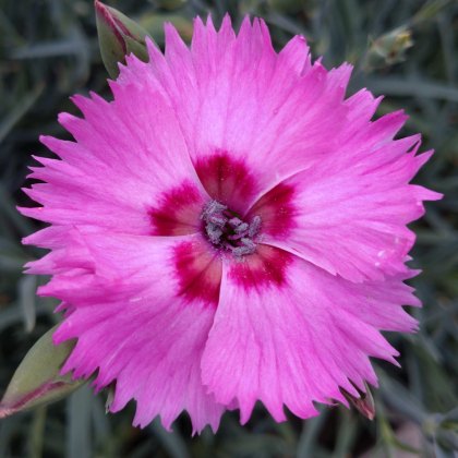 Dianthus