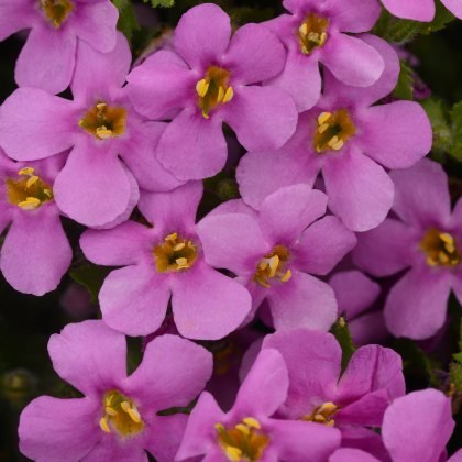 Bacopa Megacopa Pink 9cm/10cm Bacopa Megacopa Pink 9cm/10cm