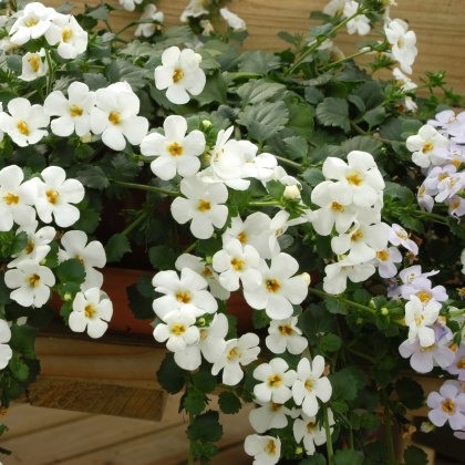 Bacopa Megacopa White 9cm/10cm Bacopa Megacopa White 9cm/10cm