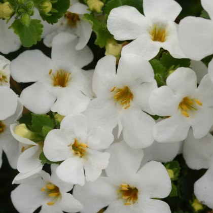 Bacopa Megacopa White 9cm/10cm Bacopa Megacopa White 9cm/10cm
