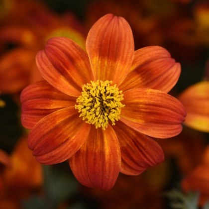 Bidens Bee Happy Red 9cm/10cm Bidens Bee Happy Red 9cm/10cm