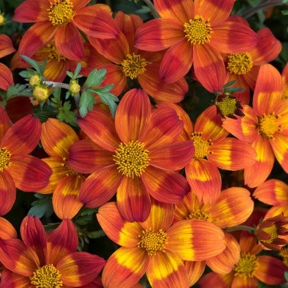 Bidens Bee Happy Red 9cm/10cm Bidens Bee Happy Red 9cm/10cm