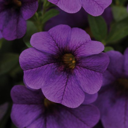 Calibrachoa Cabaret Dark Blue 9cm/10cm Calibrachoa Cabaret Dark Blue 9cm/10cm
