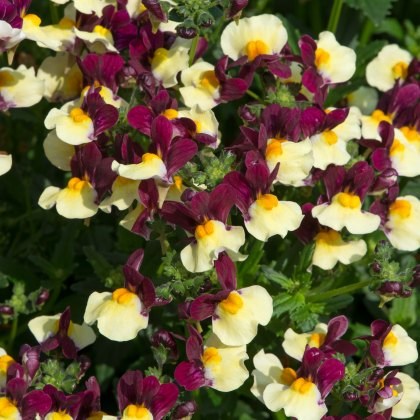 Nemesia Aroma Heart Of Gold 9cm/10cm Nemesia Aroma Heart Of Gold 9cm/10cm