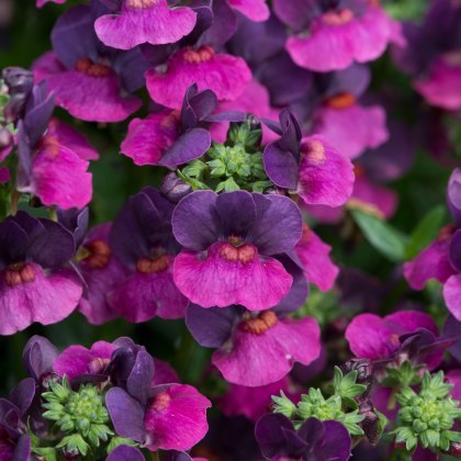 Nemesia Lady Lisa 9cm/10cm Nemesia Lady Lisa 9cm/10cm