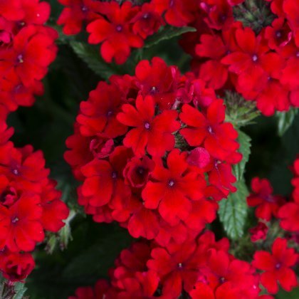 Verbena Showboat Dark Red 9cm/10cm Verbena Showboat Dark Red 9cm/10cm