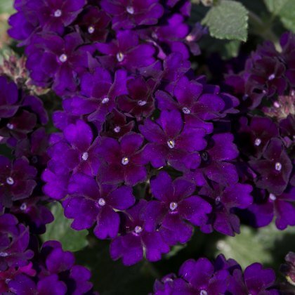 Verbena Showboat Midnight 9cm/10cm Verbena Showboat Midnight 9cm/10cm