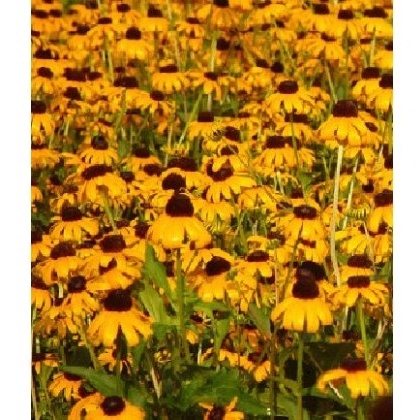 Rudbeckia fulgida var.sullivantii Goldsturm 2L Rudbeckia fulgida var.sullivantii Goldsturm 2L