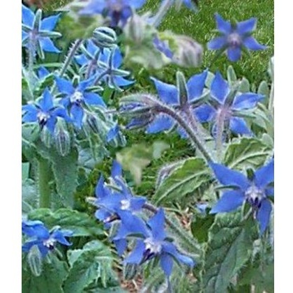 HERB Borage - Blue 8.5cm/9cm HERB Borage - Blue 8.5cm/9cm