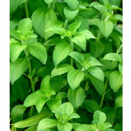 HERB Stevia Rebaundiana 9cm HERB Stevia Rebaundiana 9cm