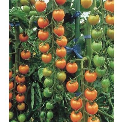 Tomato Sungold 8.5cm/9cm Tomato Sungold 8.5cm/9cm
