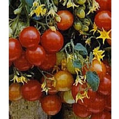 Tomato Tumbler F1 8.5cm/9cm Tomato Tumbler F1 8.5cm/9cm