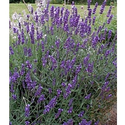 HERB Lavender - Vera 8.5cm/9cm HERB Lavender - Vera 8.5cm/9cm