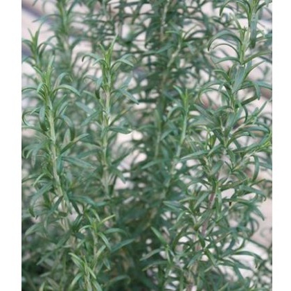 HERB Rosemary - Barbeque 9cm
