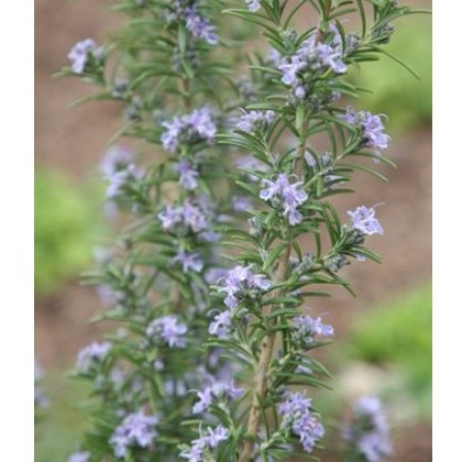 HERB Rosemary - Miss Jessops Upright 8.5/9cm HERB Rosemary - Miss Jessops Upright 8.5/9cm