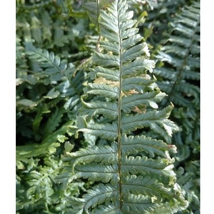 HARDY FERN Dryopteris affinis Cristata 2L HARDY FERN Dryopteris affinis Cristata 2L