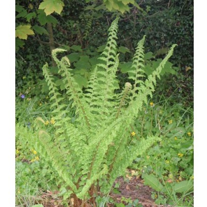 HARDY FERN Polystichum setiferum 2L HARDY FERN Polystichum setiferum 2L