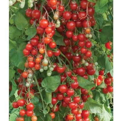 Tomato Sweet Million 8.5cm/9cm Tomato Sweet Million 8.5cm/9cm