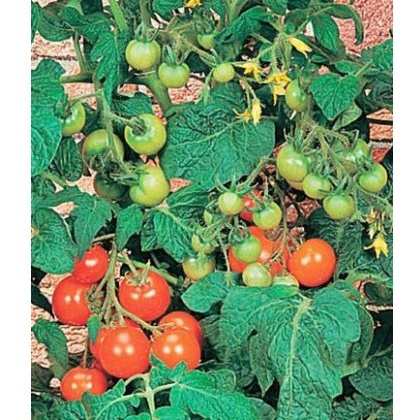 Tomato Totem 8.5cm/9cm Tomato Totem 8.5cm/9cm