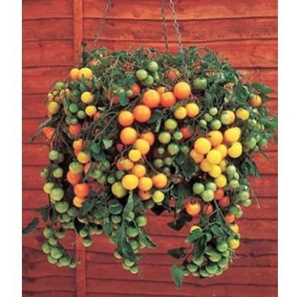 Tomato Tumbling Tom Yellow 8.5cm/9cm Tomato Tumbling Tom Yellow 8.5cm/9cm