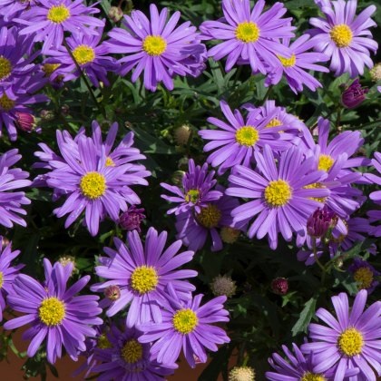 Brachyscome Brasco Violet 9cm/10cm Brachyscome Brasco Violet 9cm/10cm