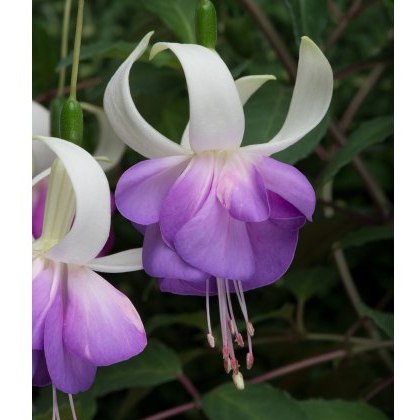 Fuchsia Deltas Sarah (UH) 9cm/10cm Fuchsia Deltas Sarah (UH) 9cm/10cm
