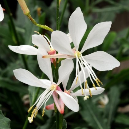 Gaura Sparkle White 9cm/10cm Gaura Sparkle White 9cm/10cm