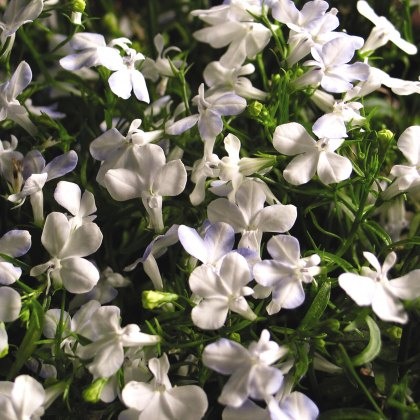 Lobelia Waterfall White Sparkle 9cm/10cm Lobelia Waterfall White Sparkle 9cm/10cm