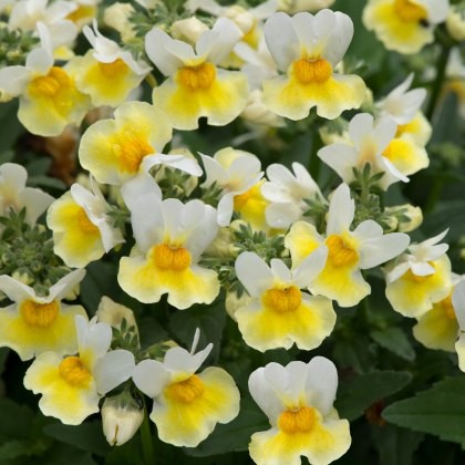 Nemesia Aroma Banana Split 9cm/10cm Nemesia Aroma Banana Split 9cm/10cm