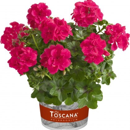 Ivy Leaf Geranium Sunflair Josina Hot Pink 10.5cm Ivy Leaf Geranium Sunflair Josina Hot Pink 10.5cm