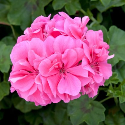 Ivy Leaf Geranium Sunflair Linda Pink 10.5cm Ivy Leaf Geranium Sunflair Linda Pink 10.5cm